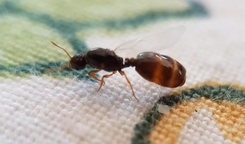 Solenopsis fugax